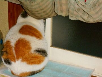 2月13日（11）使用