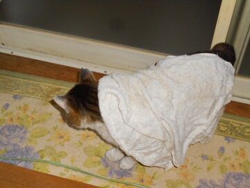 5月10日（29）仮