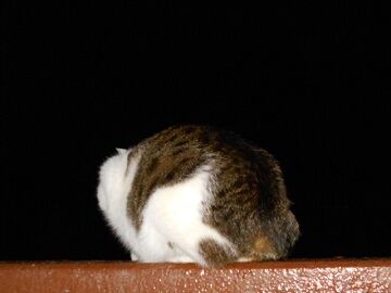 12月2日（52）仮