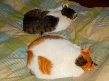 11月18日（26）仮