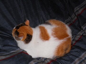 10月12日（5-5）仮