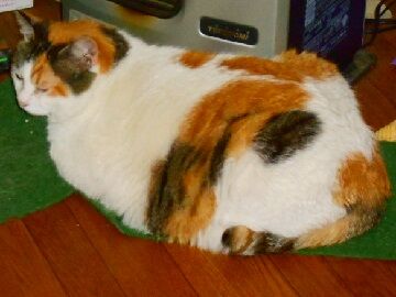 5月25日（21）仮