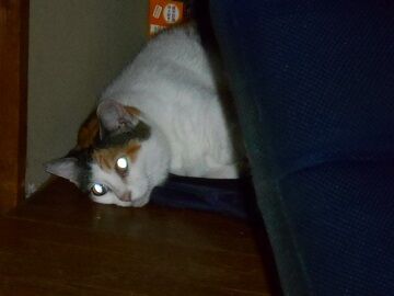 9月23日（22-4）仮