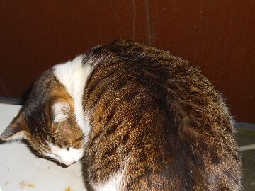 3月17日（29）仮