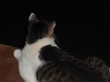 7月22日（13）仮