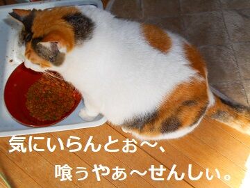 4月15日(16)仮