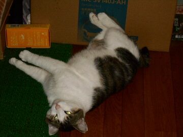 9月6日（8-1）仮