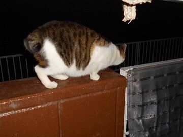 12月8日（68）仮