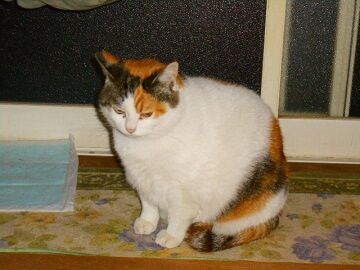 2月13日（10）仮