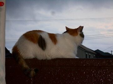 9月7日（5-11）仮