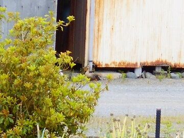 5月25日（13）仮