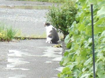 8月28日（96）仮