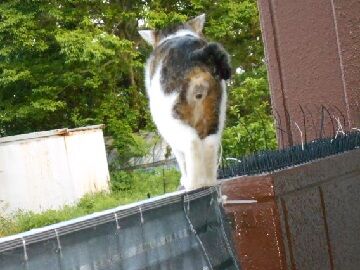 5月19日（32）仮