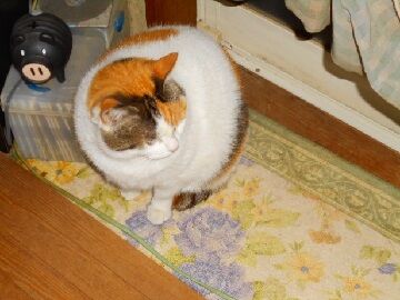 3月24日（31）仮