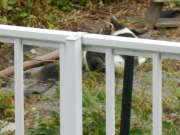 8月24日（39）仮