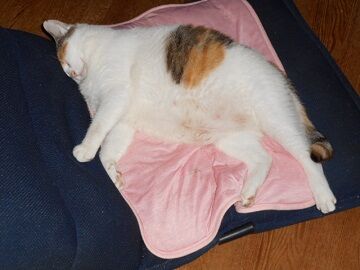 8月30日（35）仮