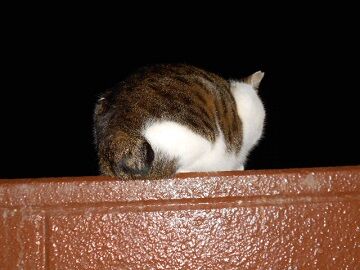 1月22日（32）仮