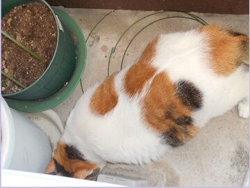 9月26日（36）仮