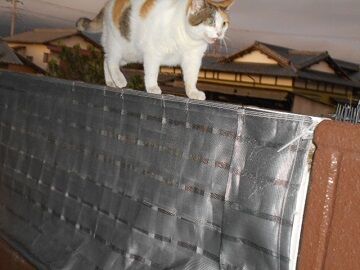 8月10日（19）仮