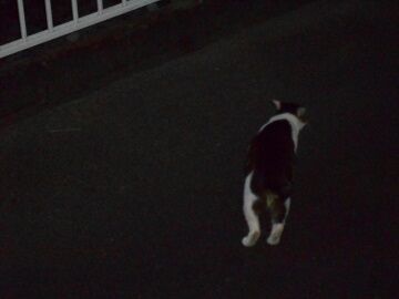 6月21日（31）仮