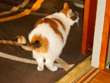 11月6日（14）仮