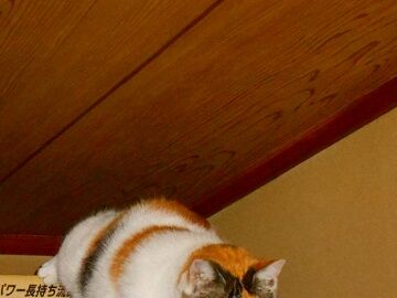 12月13日（23）仮