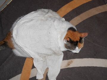 8月28日（71）仮