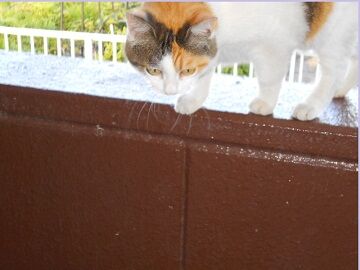 6月25日（33）仮