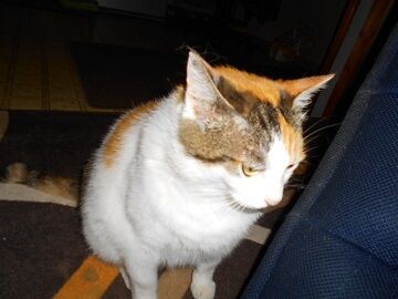 6月26日（16）仮