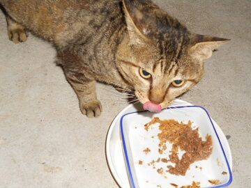 6月25日（55）仮