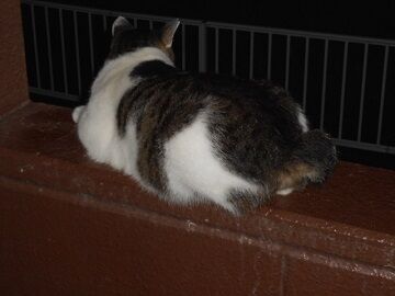 7月22日（12）仮