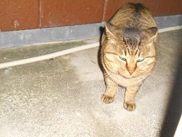 12月15日（40）仮