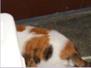 10月5日（45）仮