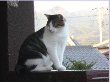 10月4日（61）仮