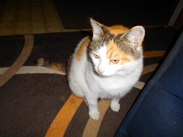 6月26日（15）仮