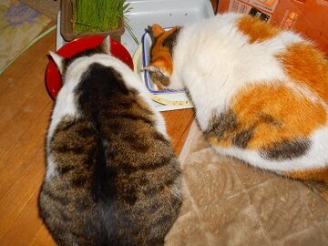 1月26日（11）仮