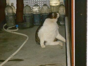 2月16日（38）仮