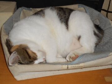 10月7日（16）仮