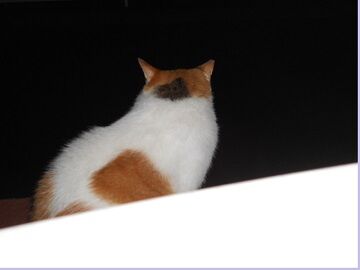 7月22日（73）仮