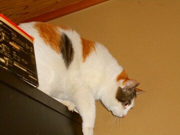 2月17日（47）仮