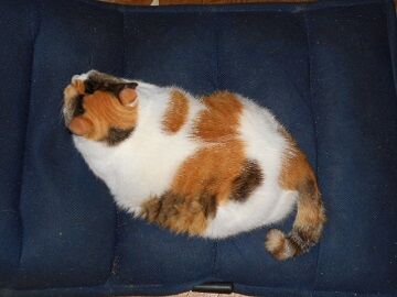 7月19日（48）仮