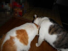 8月30日（40）仮