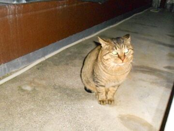 12月31日（55）仮