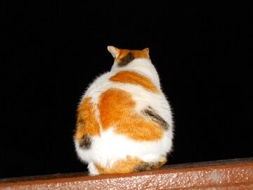 1月30日（40）仮