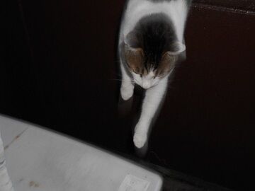 7月31日（80）仮