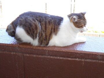 5月11日（32）仮