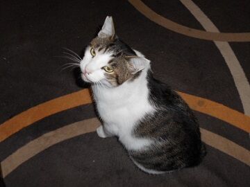 9月17日（28）仮