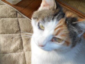 6月20日（30）仮