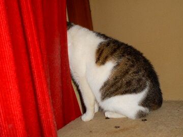 2月16日（56）仮