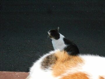 9月11日（5-9）仮